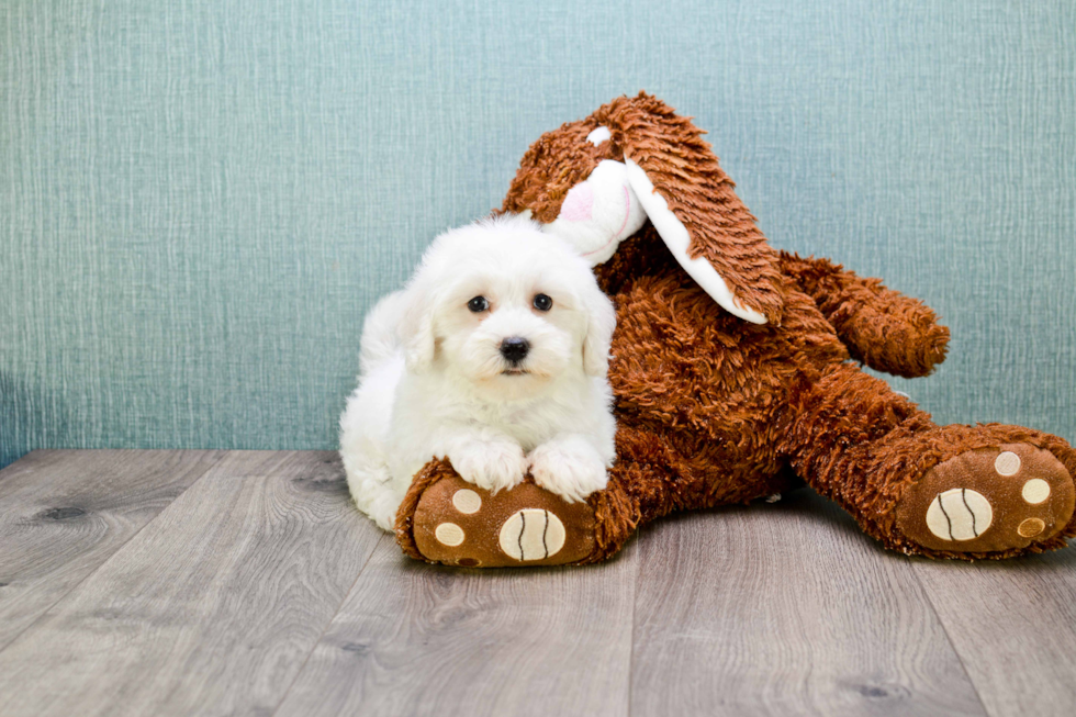 Best Maltipoo Baby