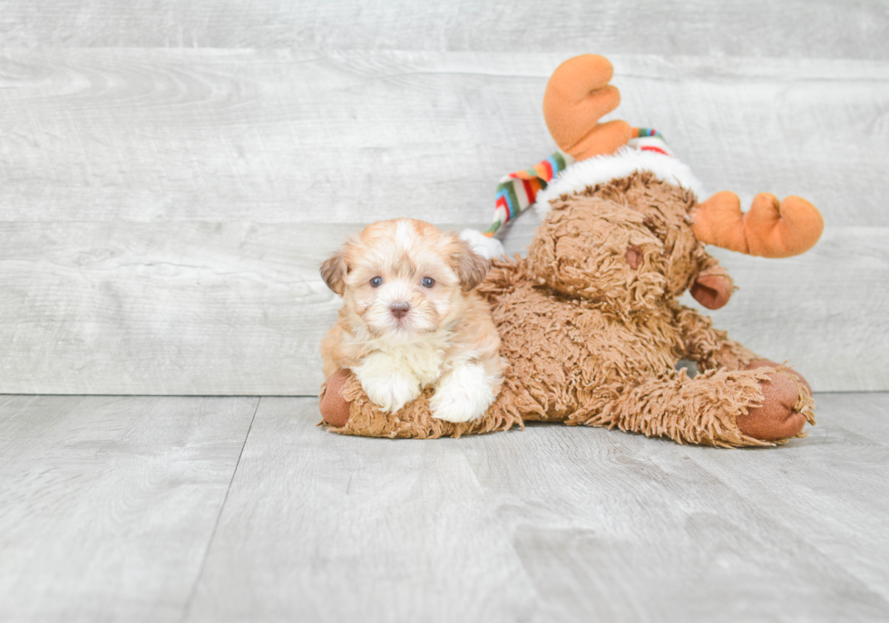 Havanese Pup Being Cute