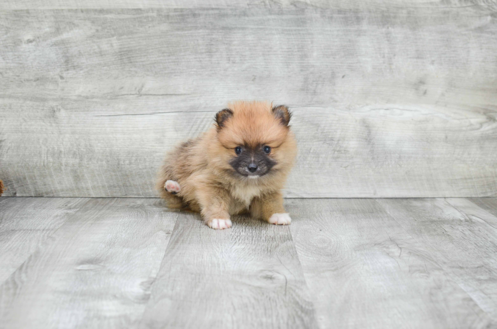 Pomeranian Puppy for Adoption