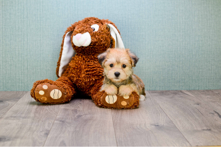 Hypoallergenic Yorkie Designer Puppy