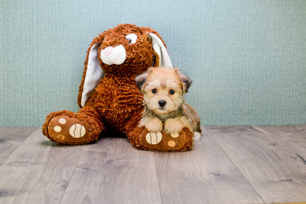 Hypoallergenic Yorkie Designer Puppy