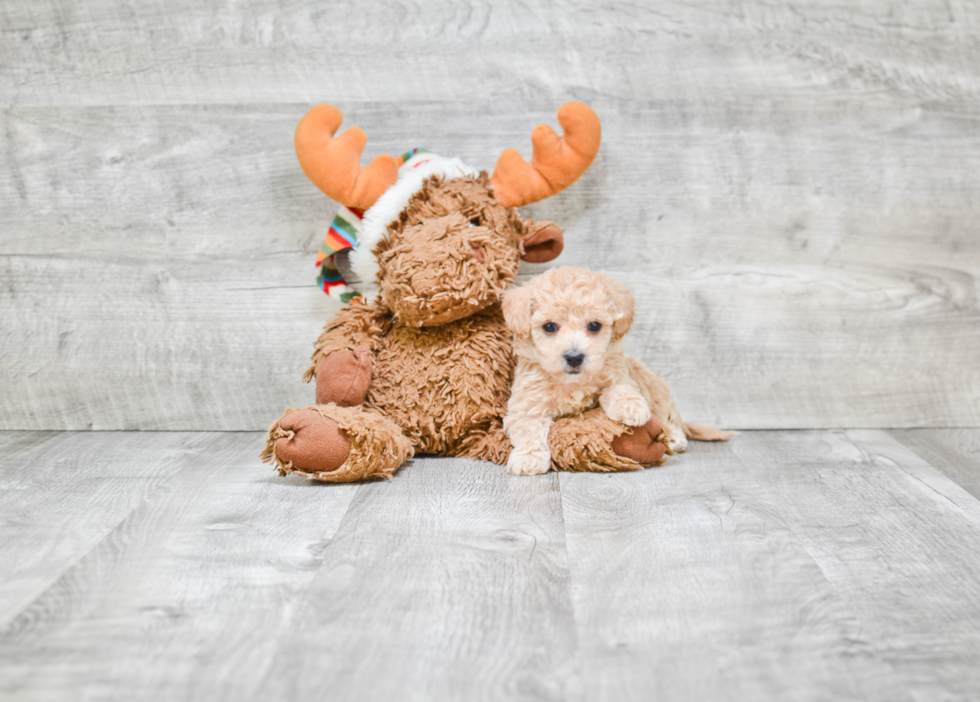 Petite Maltipoo Poodle Mix Pup