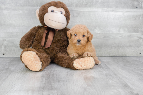 Mini Goldendoodle Puppy for Adoption