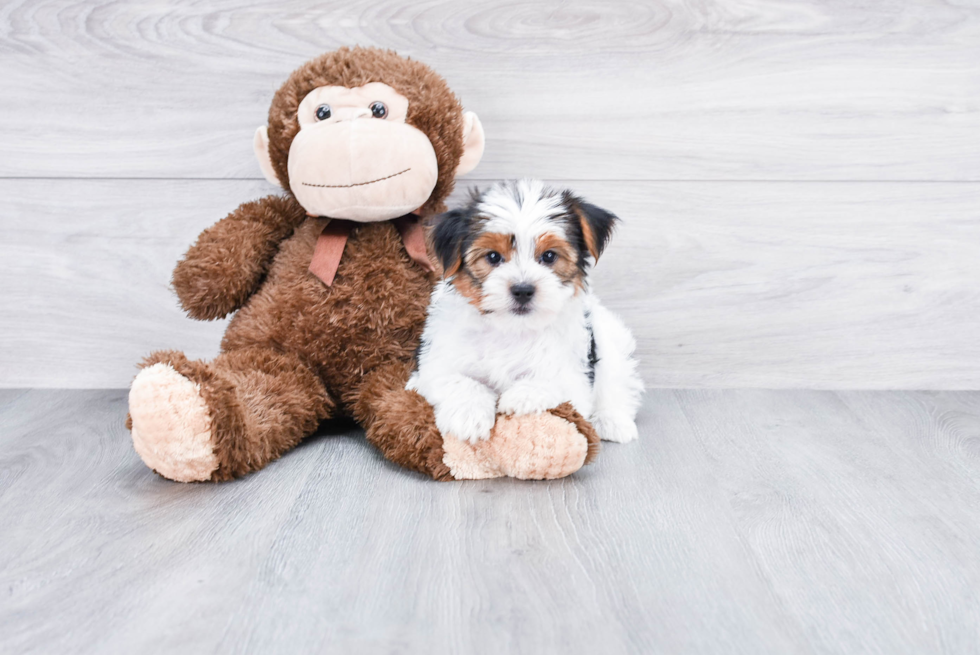 Meet Diddy - our Yorkshire Terrier Puppy Photo 