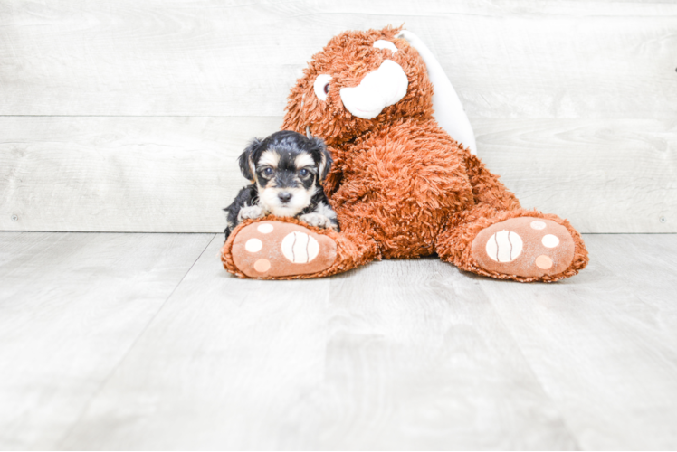 Morkie Pup Being Cute