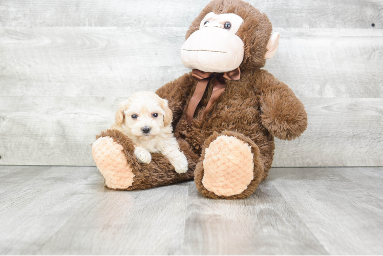 Hypoallergenic Maltese Poodle Poodle Mix Puppy