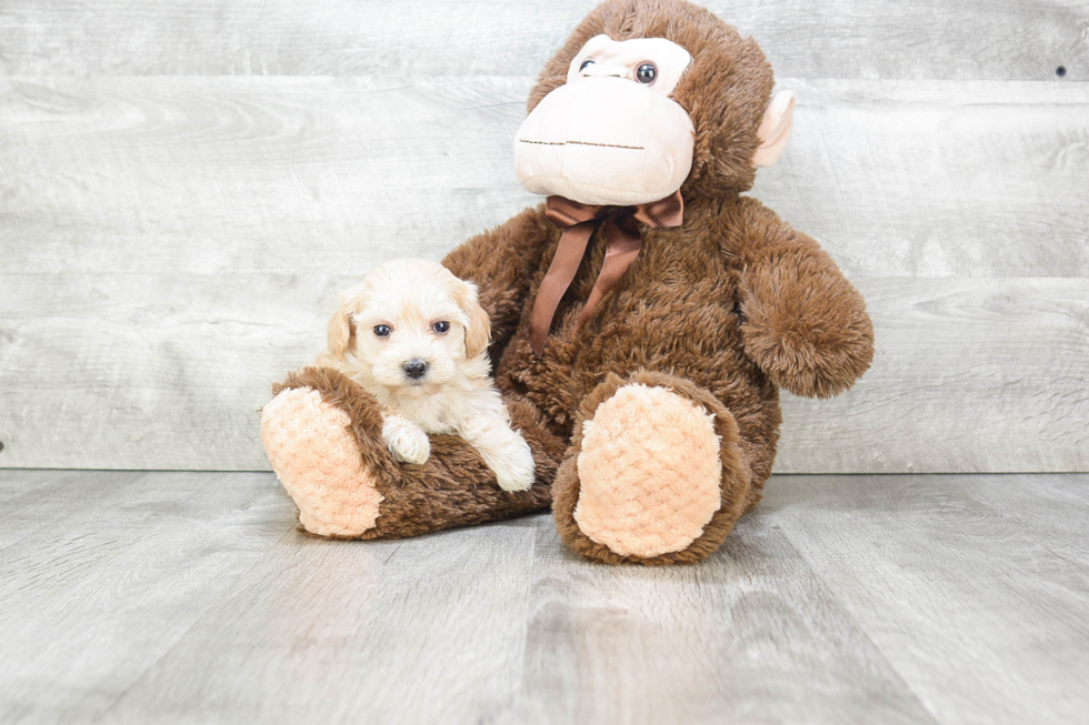 Hypoallergenic Maltese Poodle Poodle Mix Puppy