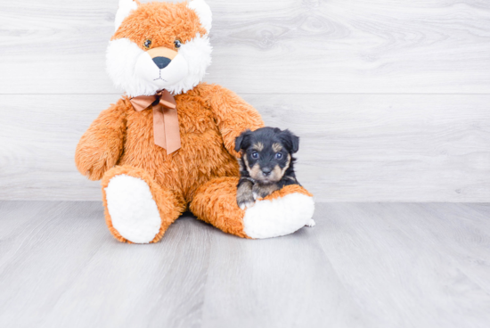 Popular Yorkie Poo Poodle Mix Pup