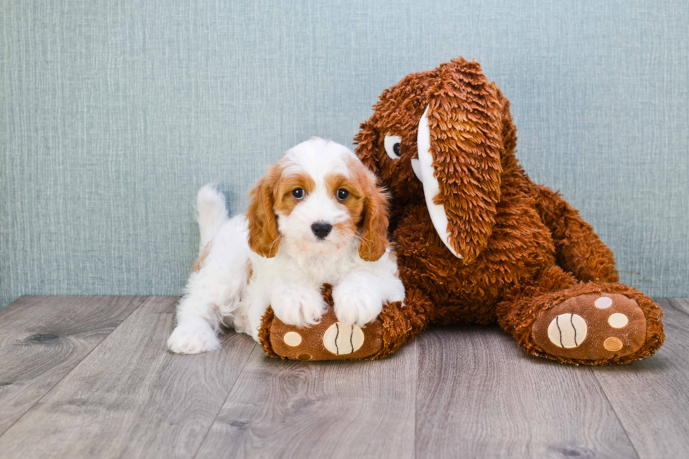 Cavapoo Puppy for Adoption