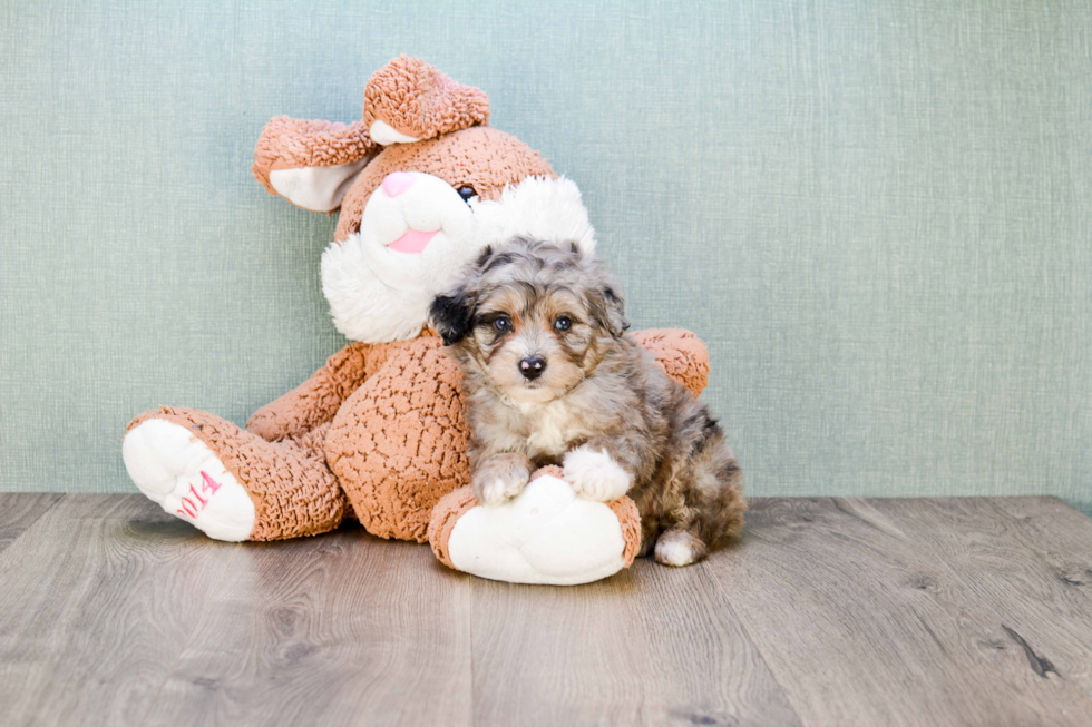 Mini Aussiedoodle Pup Being Cute