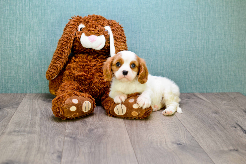 Sweet Cavalier King Charles Spaniel Purebred Puppy