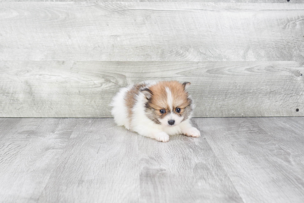 Smart Pomeranian Purebred Puppy