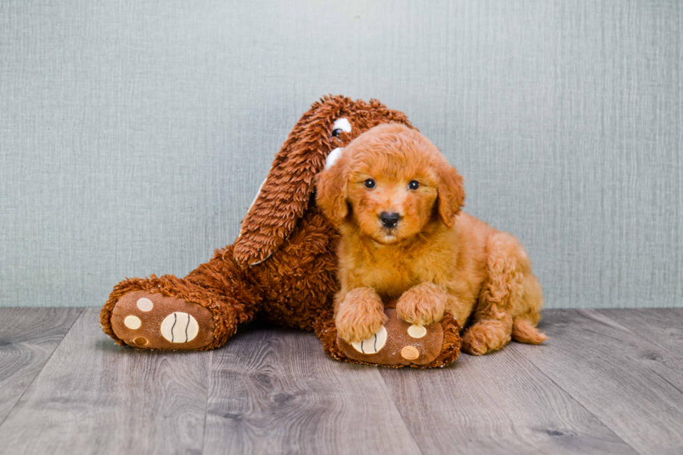 Adorable Golden Retriever Poodle Mix Puppy