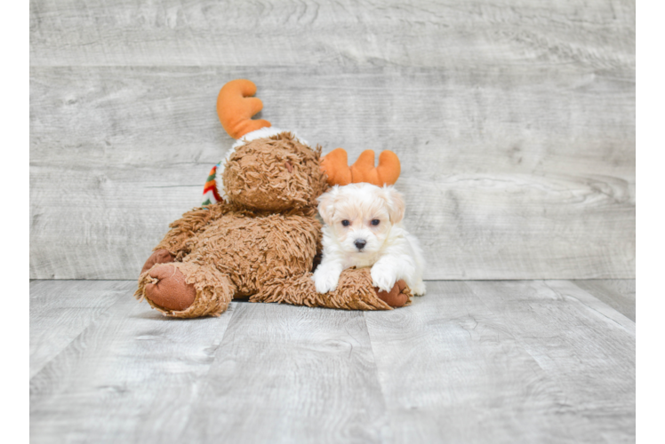 Maltipoo Puppy for Adoption