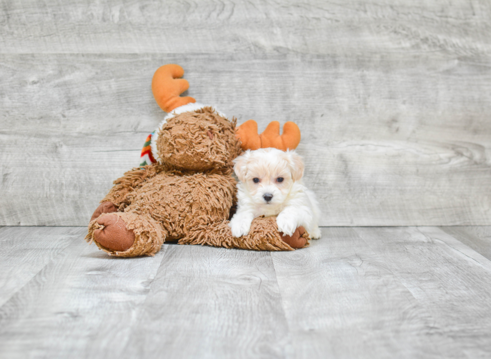 Maltipoo Puppy for Adoption