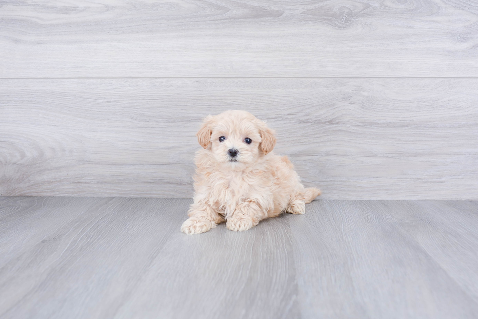 Best Maltipoo Baby