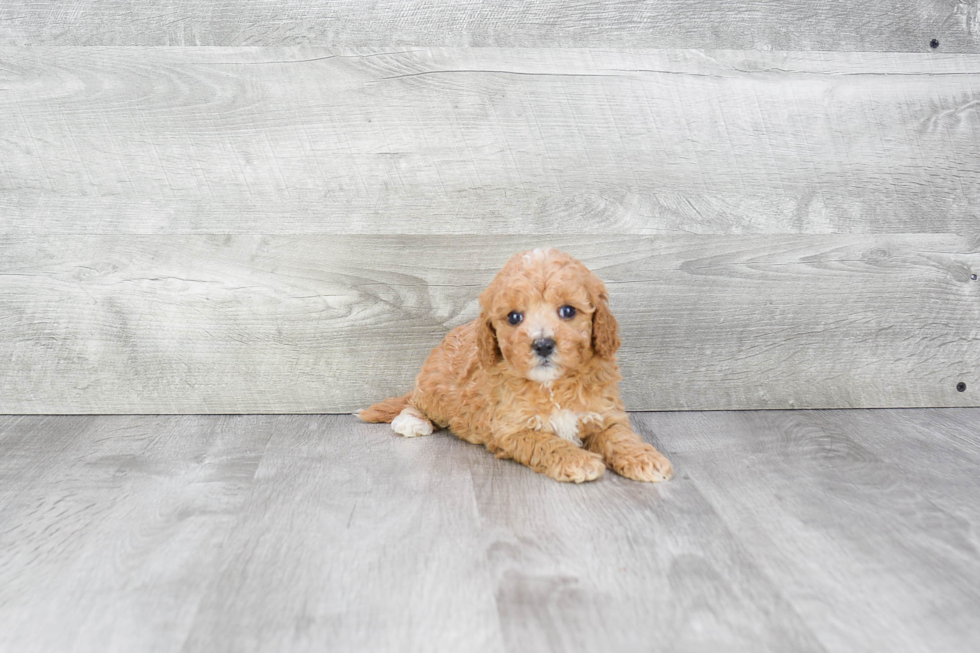 Cavapoo Pup Being Cute