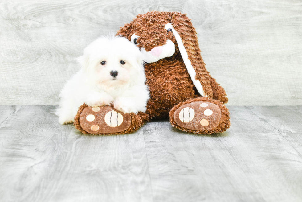 Maltese Pup Being Cute