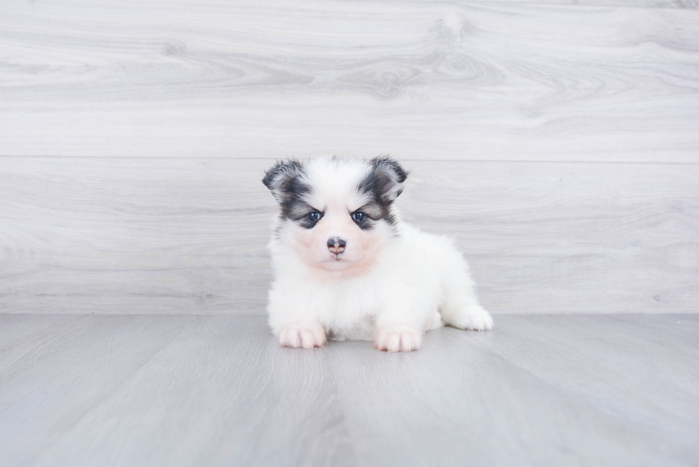 Pomsky Pup Being Cute