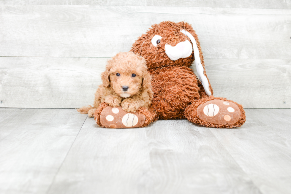 Cavapoo Pup Being Cute