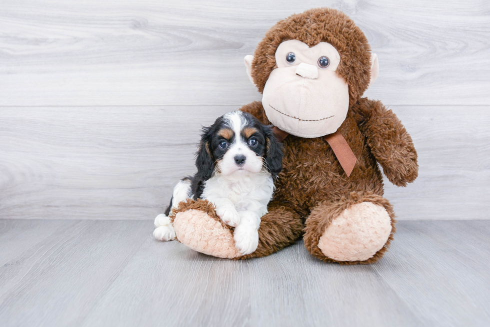 Smart Cavalier King Charles Spaniel Purebred Puppy