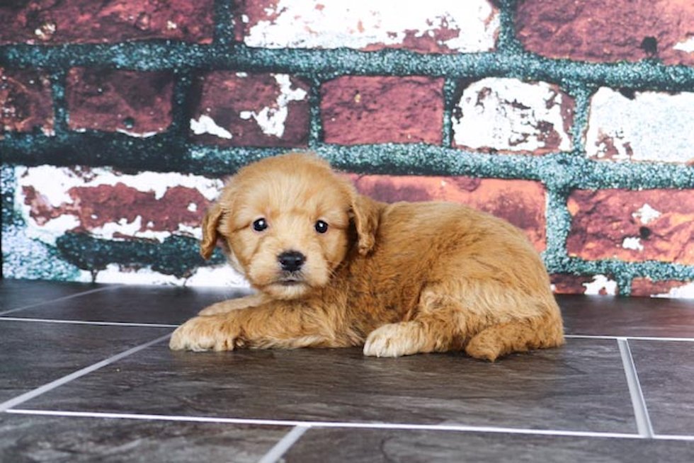 Small Mini Goldendoodle Baby