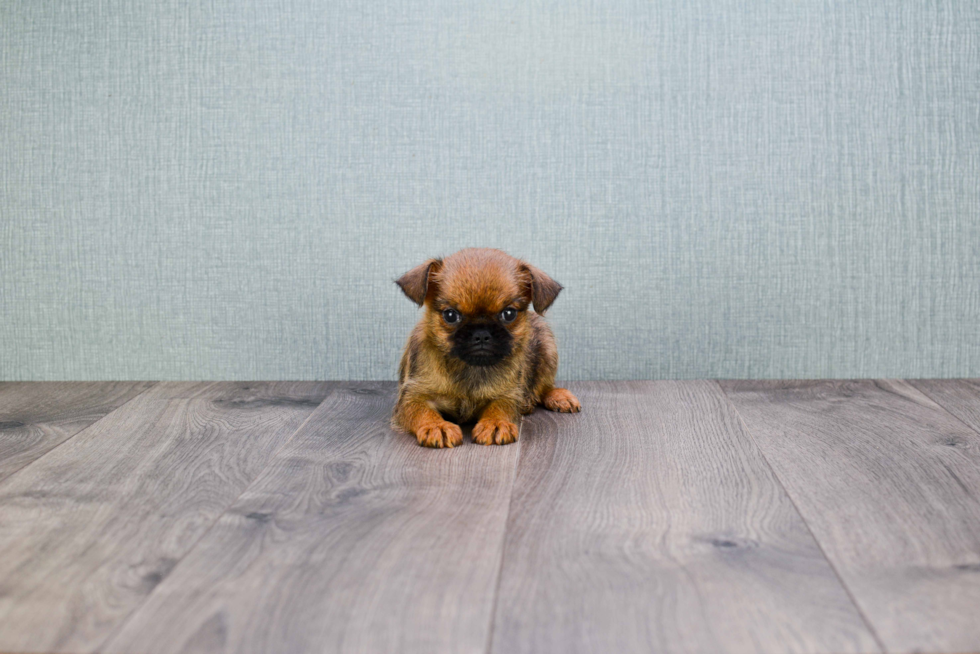 Cute Brussels Griffon Mix Puppy