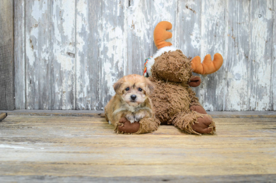 Best Morkie Baby