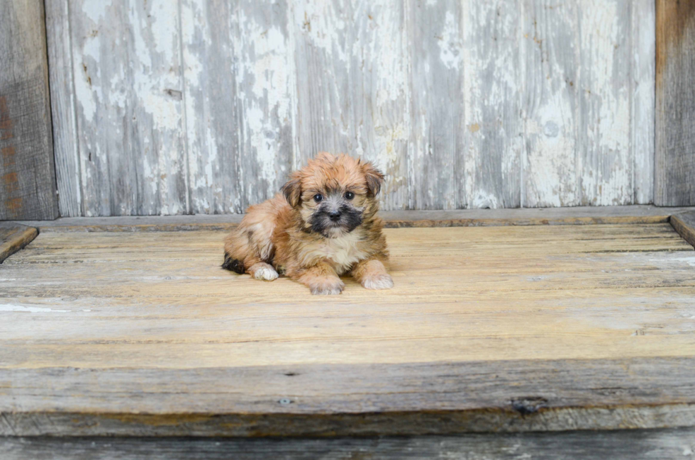 Best Morkie Baby