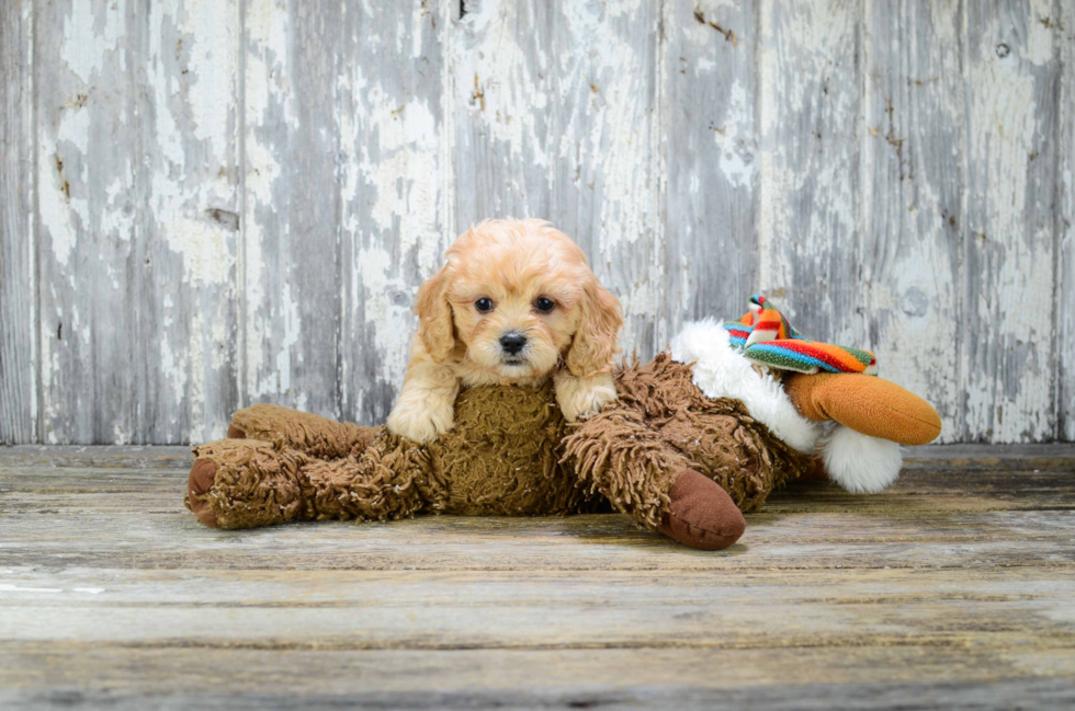 Smart Cavachon Designer Pup