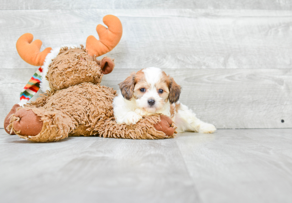 Friendly Cavachon Baby