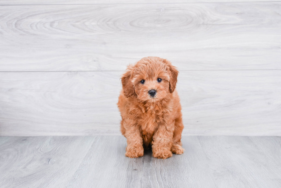 Smart Cavapoo Poodle Mix Pup