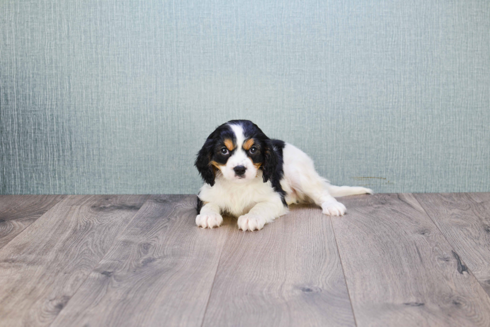 Akc Registered Cavalier King Charles Spaniel Purebred Pup