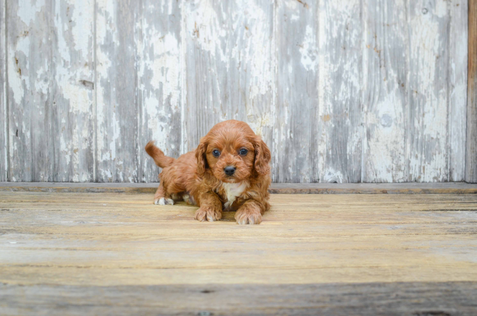 Sweet Cavapoo Baby