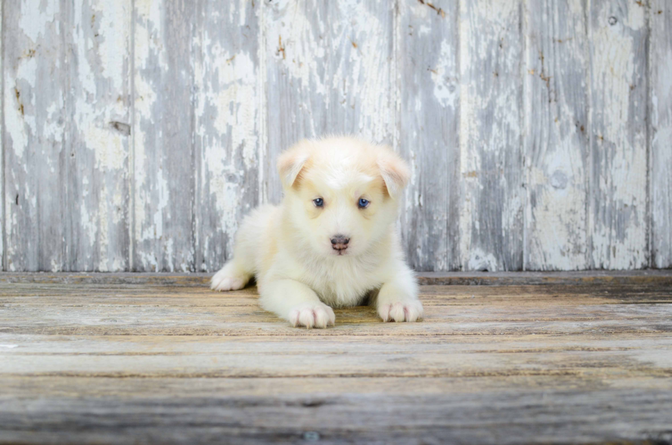 Pomsky Pup Being Cute