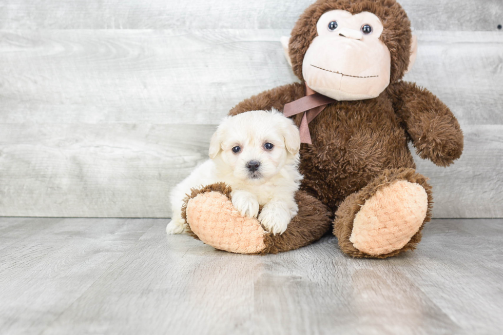 Small Havanese Purebred Pup