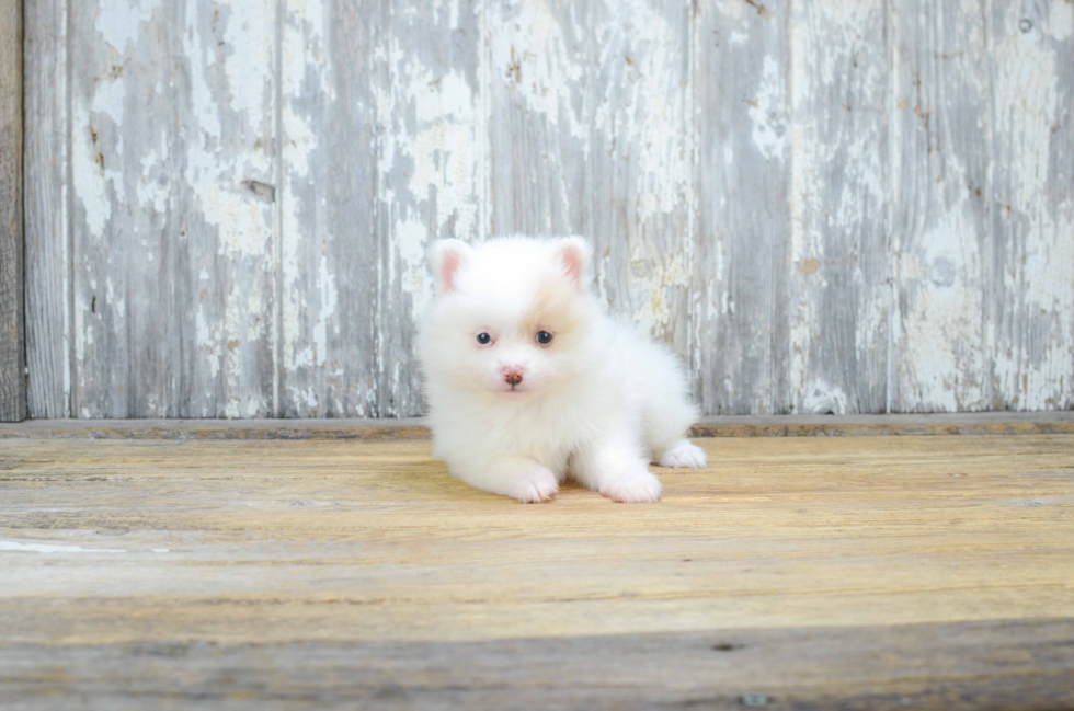 Pomeranian Pup Being Cute