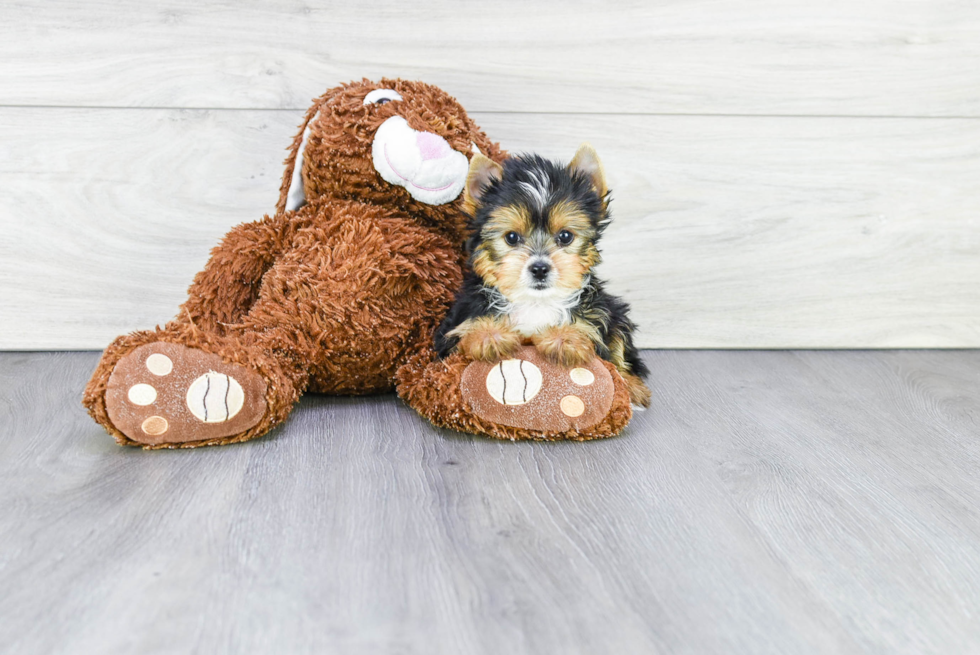 Meet Myron - our Yorkshire Terrier Puppy Photo 