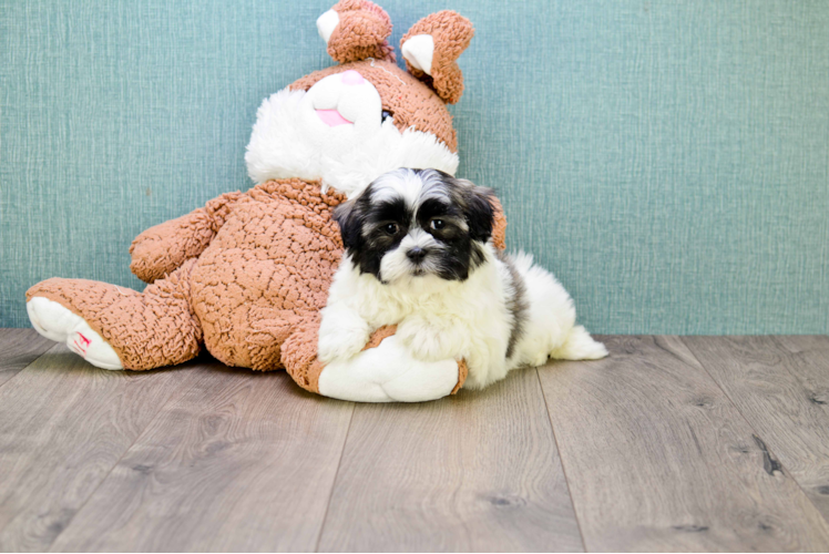 Sweet Havanese Purebred Puppy