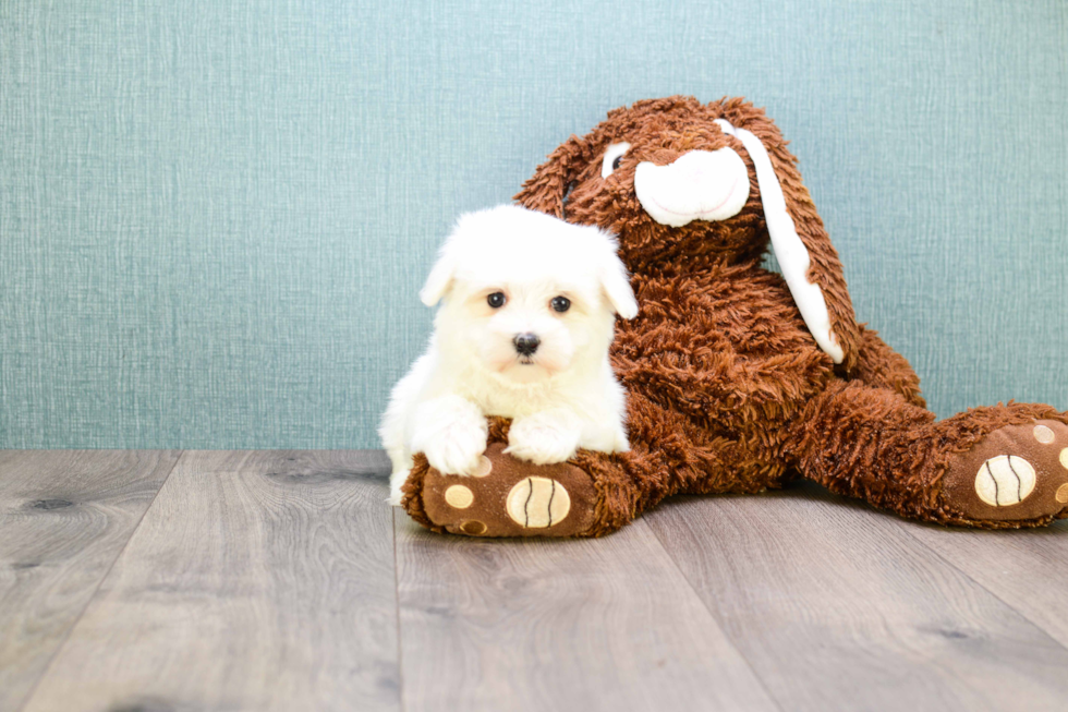 Energetic Maltese Purebred Puppy