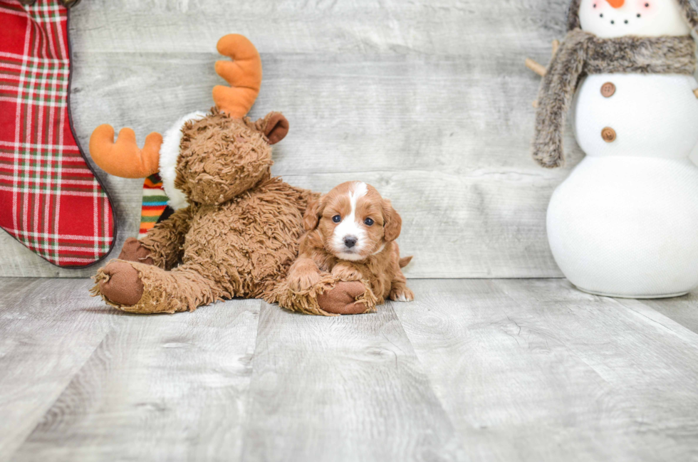 Best Cavapoo Baby