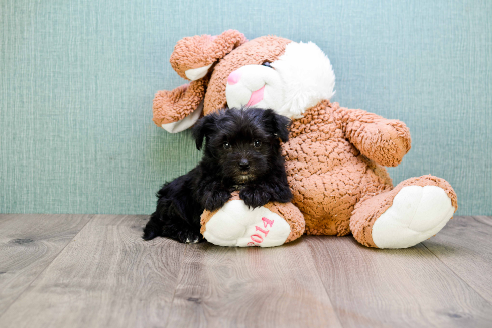 Best Morkie Baby