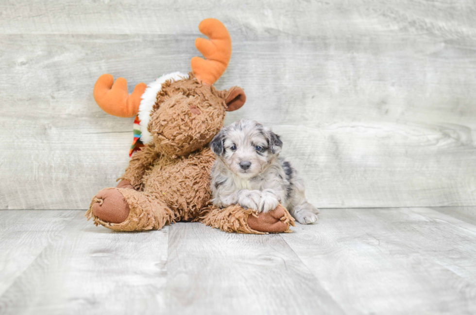 Best Mini Aussiedoodle Baby