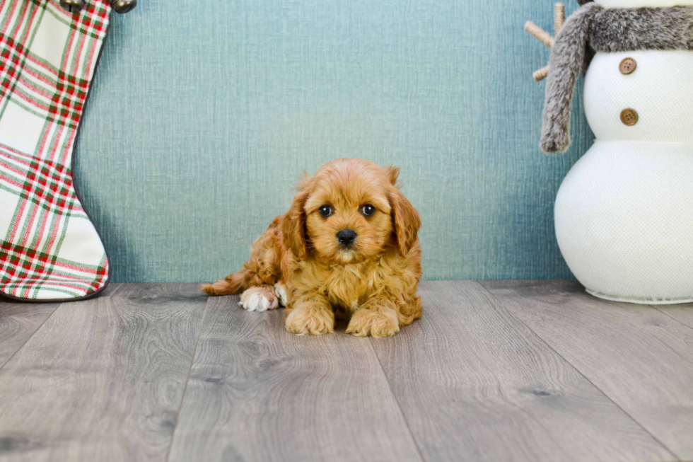 Energetic Cavoodle Poodle Mix Puppy