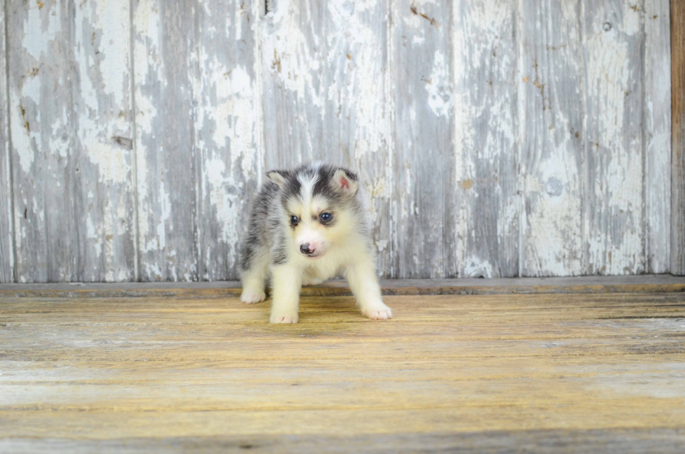 Friendly Pomsky Baby