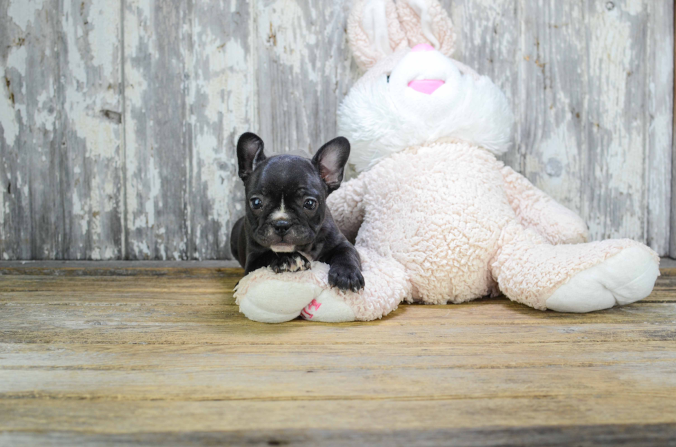 Best French Bulldog Baby