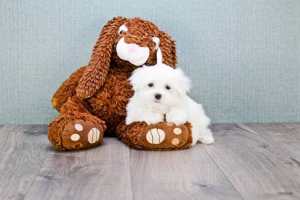 Funny Maltese Baby