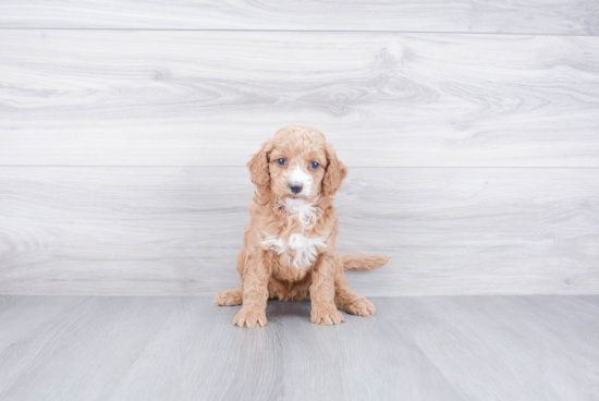 Cockapoo Puppy for Adoption