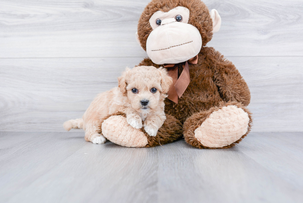 Best Maltipoo Baby