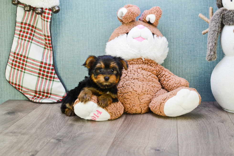 Meet Twinkle - our Yorkshire Terrier Puppy Photo 